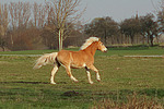 pferdefotos haflinger