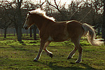 pferdefotos haflinger