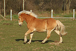 pferdefotos haflinger