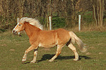 pferdefotos haflinger