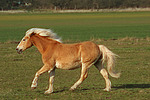 pferdefotos haflinger