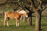 pferdefotos haflinger