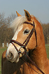 pferdefotos haflinger