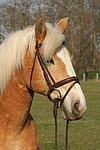 pferdefotos haflinger