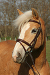 pferdefotos haflinger
