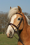 pferdefotos haflinger