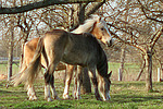 pferdefotos haflinger