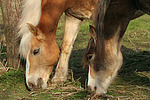 pferdefotos haflinger