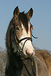 pferdefotos deutsches_reitpony