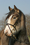 pferdefotos deutsches_reitpony