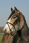 pferdefotos deutsches_reitpony