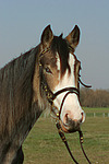 pferdefotos deutsches_reitpony
