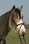 pferdefotos deutsches_reitpony