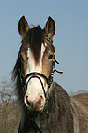 pferdefotos deutsches_reitpony