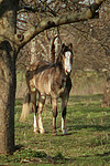 pferdefotos deutsches_reitpony