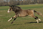 pferdefotos deutsches_reitpony