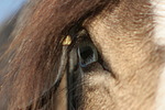 pferdefotos deutsches_reitpony