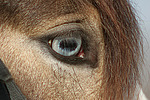 pferdefotos deutsches_reitpony