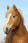 pferdefotos haflinger