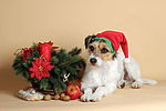 hundefotos parson_russell_terrier