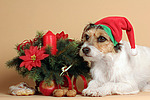 hundefotos parson_russell_terrier