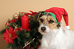 hundefotos parson_russell_terrier