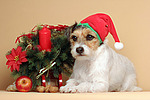 hundefotos parson_russell_terrier