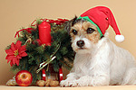 hundefotos parson_russell_terrier