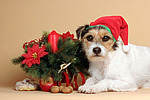 hundefotos parson_russell_terrier