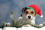 hundefotos parson_russell_terrier