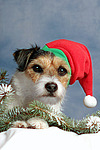 hundefotos parson_russell_terrier