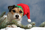 hundefotos parson_russell_terrier