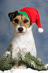 hundefotos parson_russell_terrier