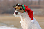 hundefotos parson_russell_terrier