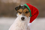 hundefotos parson_russell_terrier