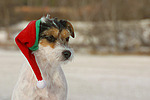 hundefotos parson_russell_terrier