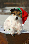 hundefotos parson_russell_terrier