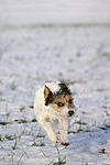hundefotos parson_russell_terrier