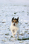 hundefotos parson_russell_terrier