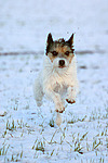 hundefotos parson_russell_terrier