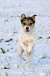 hundefotos parson_russell_terrier