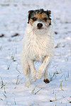 hundefotos parson_russell_terrier