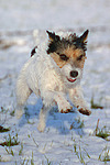 hundefotos parson_russell_terrier