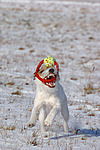 hundefotos parson_russell_terrier