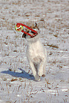 hundefotos parson_russell_terrier