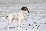 hundefotos parson_russell_terrier