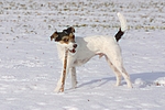 hundefotos parson_russell_terrier