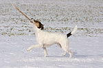 hundefotos parson_russell_terrier