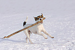 hundefotos parson_russell_terrier