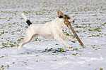 hundefotos parson_russell_terrier